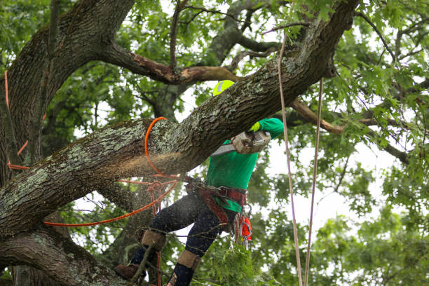 Trusted Ridgefield Park, NJ Tree Services Experts